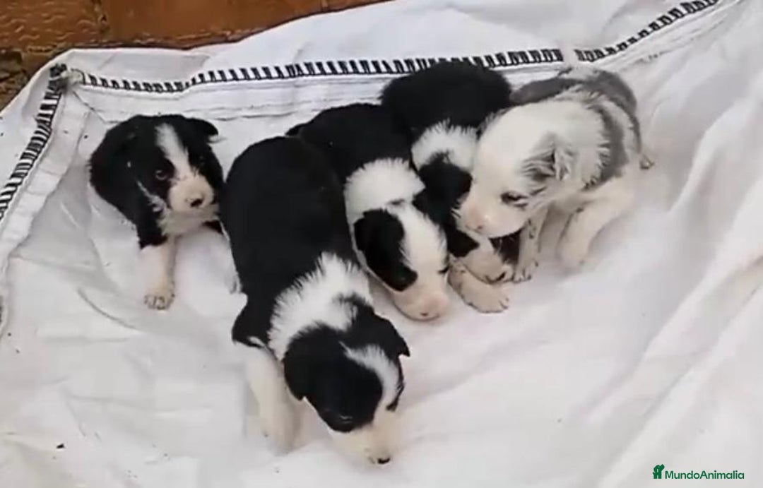 Border Collie perros en venta: Border collie  - Imagen 6