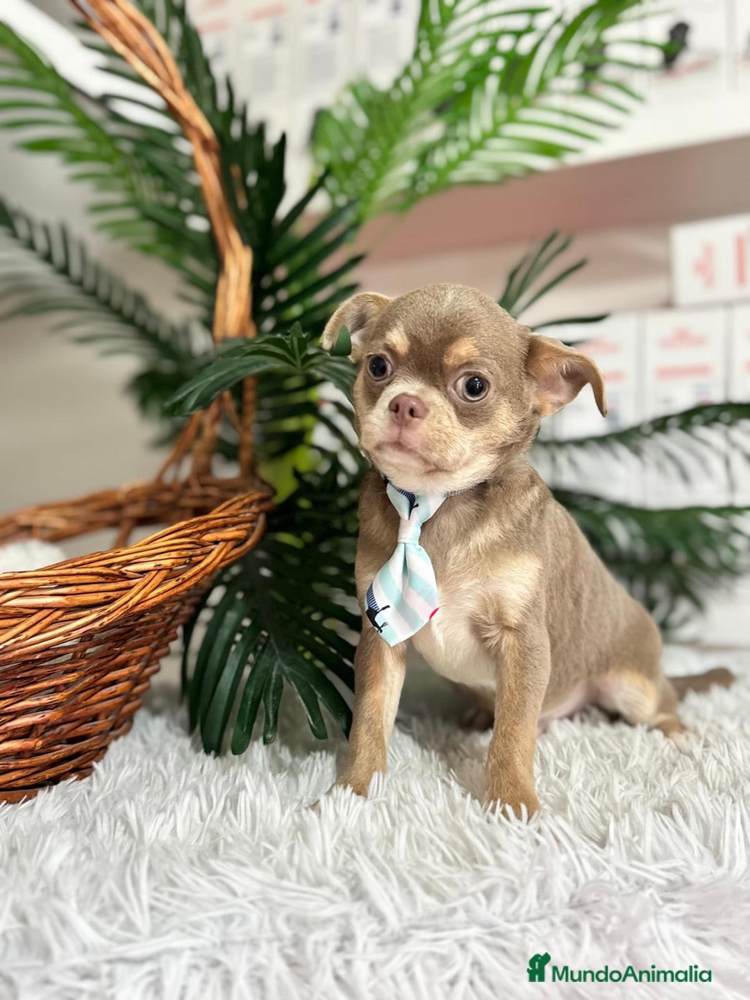 Chihuahua perros en venta: CHIHUAHUA MACHO - Anuncio 17