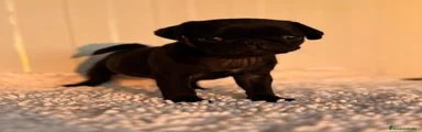 Carlino - Pug 1