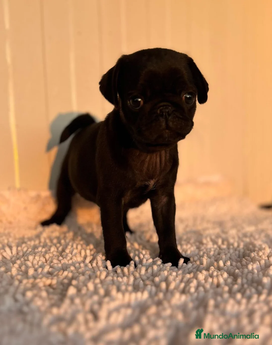Carlino - Pug perros en venta: Carlino-pug macho - Anuncio 6