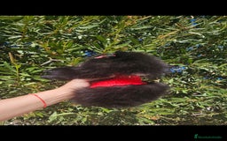 Pomerania perros en venta: Pomerania hembra - Imagen 4