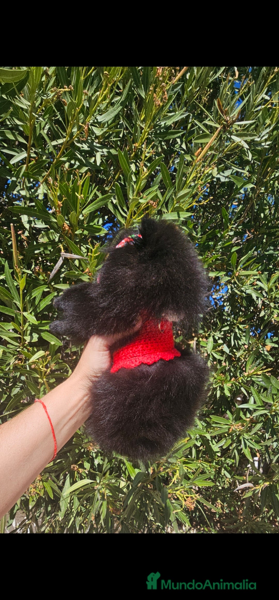 Pomerania perros en venta: Pomerania hembra - Imagen 4