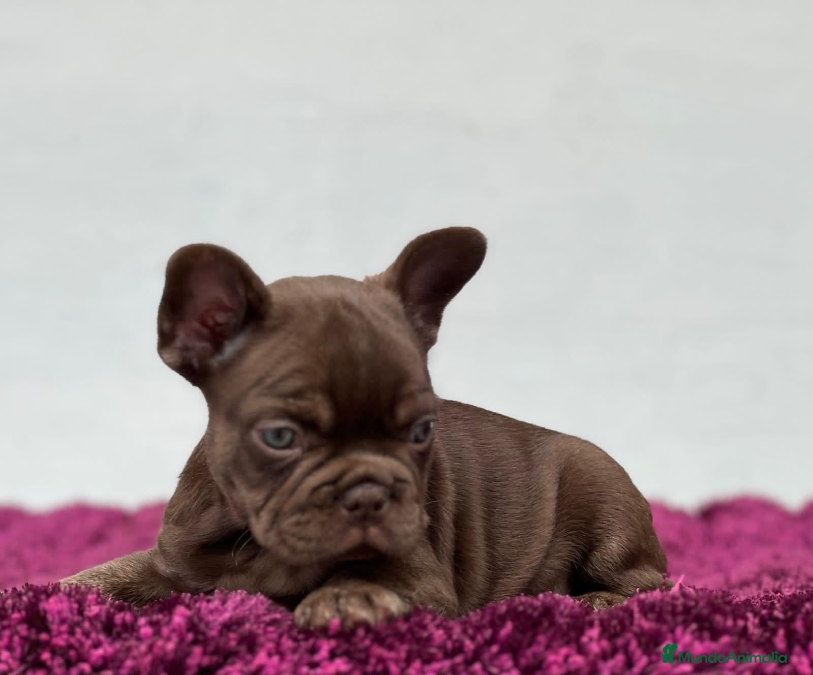 Bulldog Francés perros BULLDOG FRANCÉS CACHORROS /// CRIADOS CON AMOR  - Anuncio 2