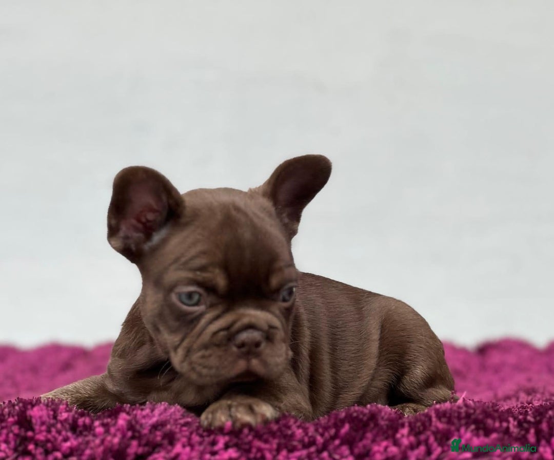 Bulldog Francés perros en venta: BULLDOG FRANCÉS CACHORROS /// CRIADOS CON AMOR  - Anuncio 2