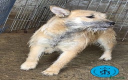 Raza Mixta perros en adopcion: Cruce de Shibainu con Schnauzer - Imagen 4