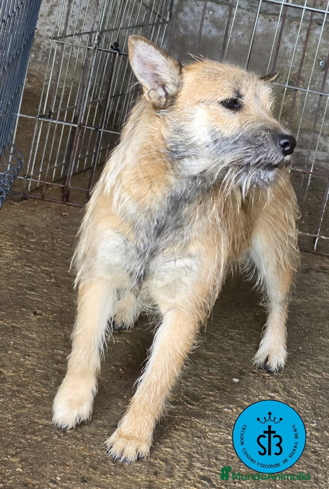 Raza Mixta perros en adopcion: Cruce de Shibainu con Schnauzer - Imagen 4