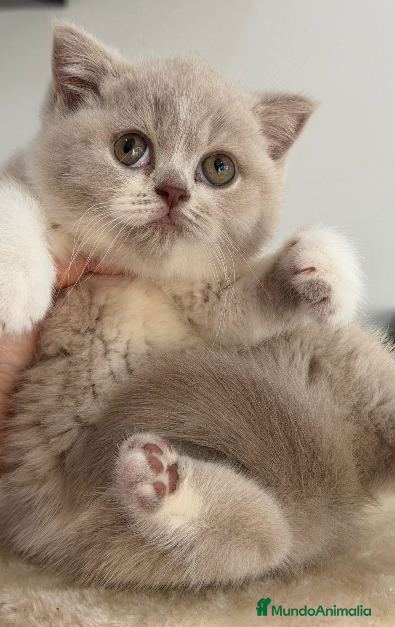 Británico de Pelo Corto gatos Cachorros British Shorthair  - Anuncio 1
