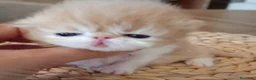 Persa gatos en venta: Marchito Persa - Anuncio 1