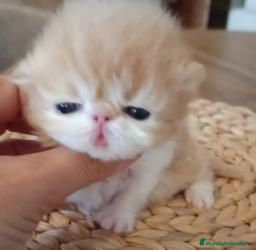 Persa gatos en venta: Marchito Persa - Anuncio 1