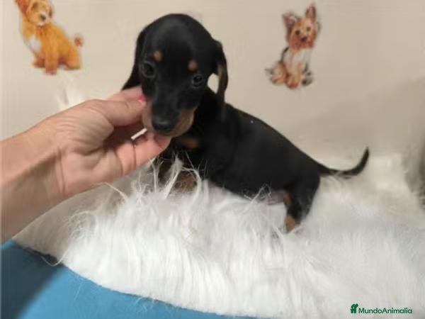 Teckel Miniatura perros Teckel Kaninchen - Anuncio 1