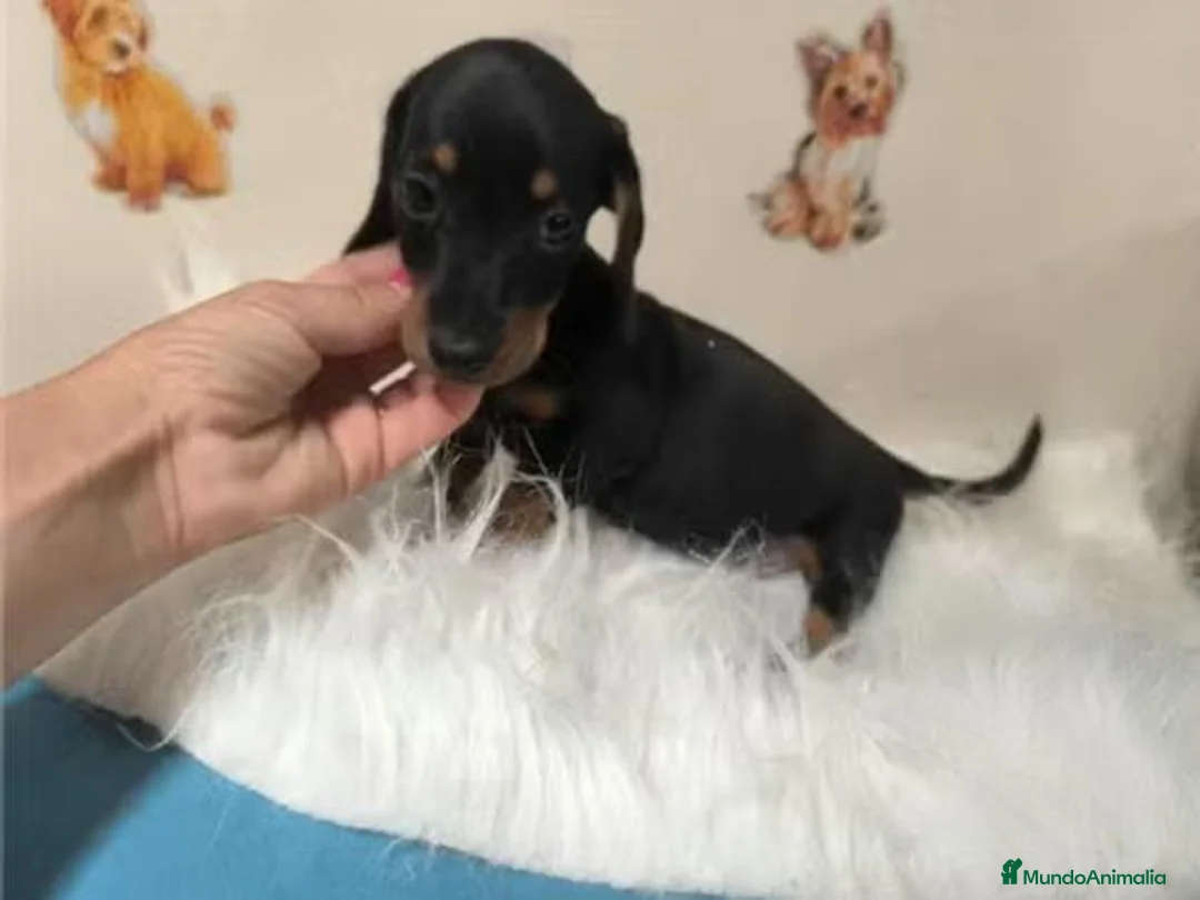 Teckel Miniatura perros en venta: Teckel Kaninchen - Anuncio 1