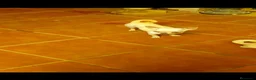 Chihuahua perros en venta: Disponible Chihuahua Macho de Calidad  - Anuncio 5
