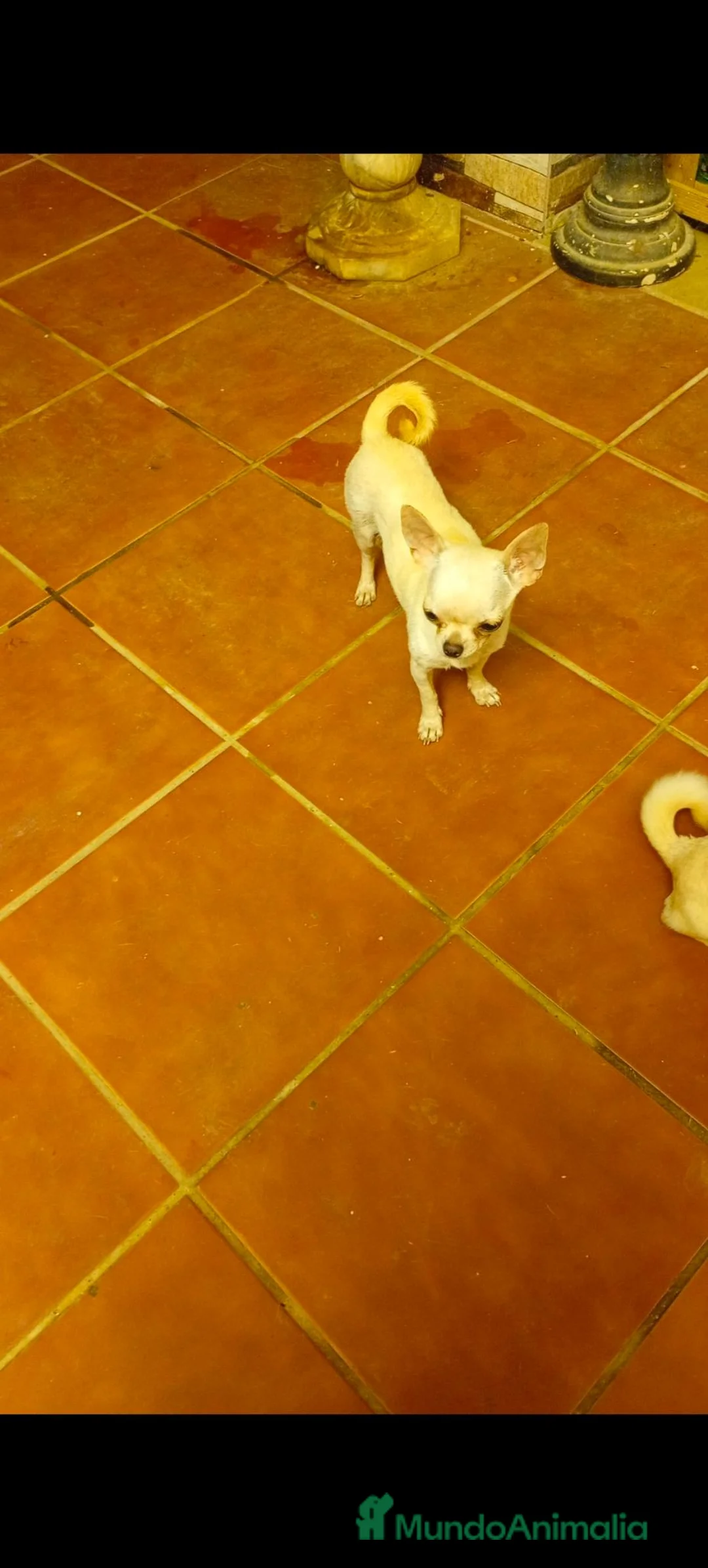 Chihuahua perros en venta: Disponible Chihuahua Macho de Calidad  - Anuncio 5