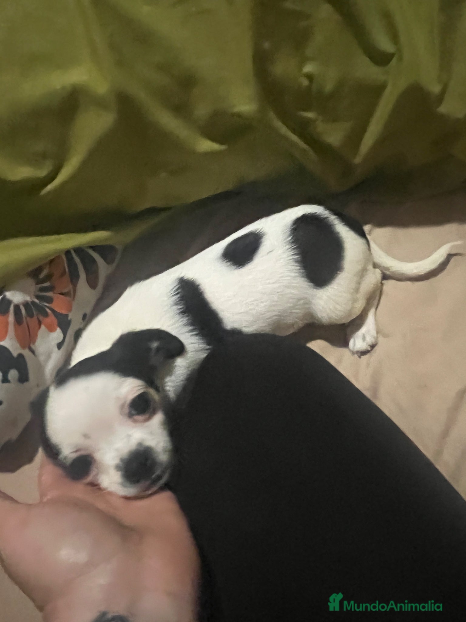 Chihuahua perros Chihuhua hembra - Anuncio 1