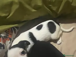 Chihuahua perros Chihuhua hembra - Anuncio 3