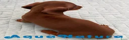 Teckel perros en venta: Teckel Hembra 6259 - AQUANATURA en Barcelona - Anuncio 5