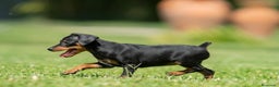 Pinscher Miniatura perros en venta: Cachorros disponibles pinscher miniatura !!!  en Cáceres - Anuncio 5