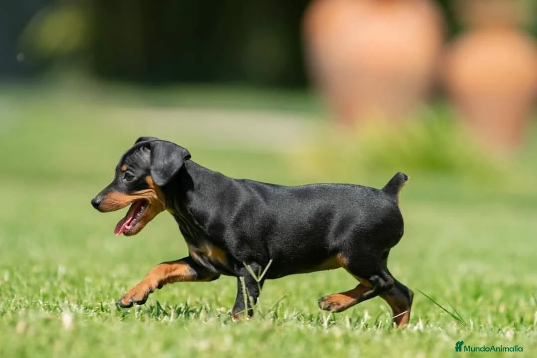 Pinscher Miniatura perros en venta: Cachorros disponibles pinscher miniatura !!!  en Cáceres - Anuncio 5