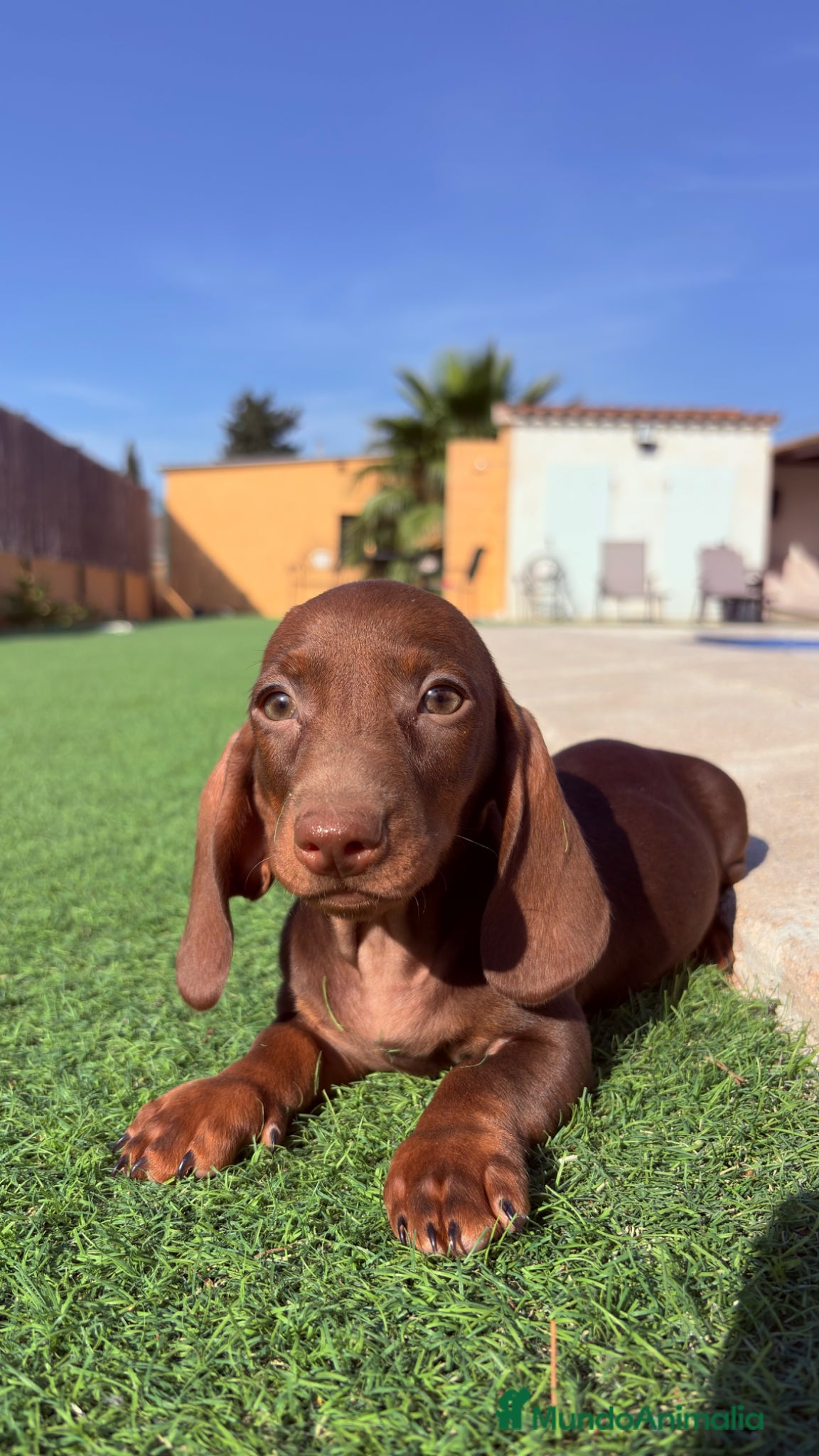 Teckel perros Teckel Kaninchen Chocolate - Anuncio 4