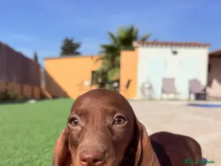 Teckel perros Teckel Kaninchen Chocolate - Anuncio 3