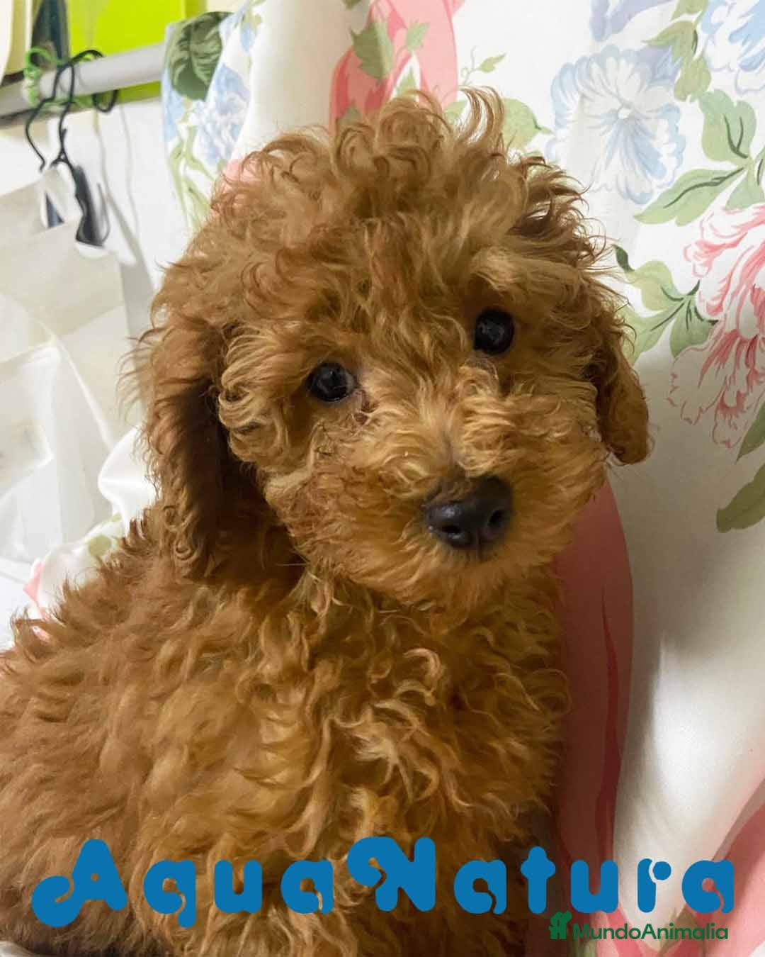 Caniche Enano perros Caniche Macho de Camila y Can 8995 - AQUANATURA en Barcelona - Anuncio 2