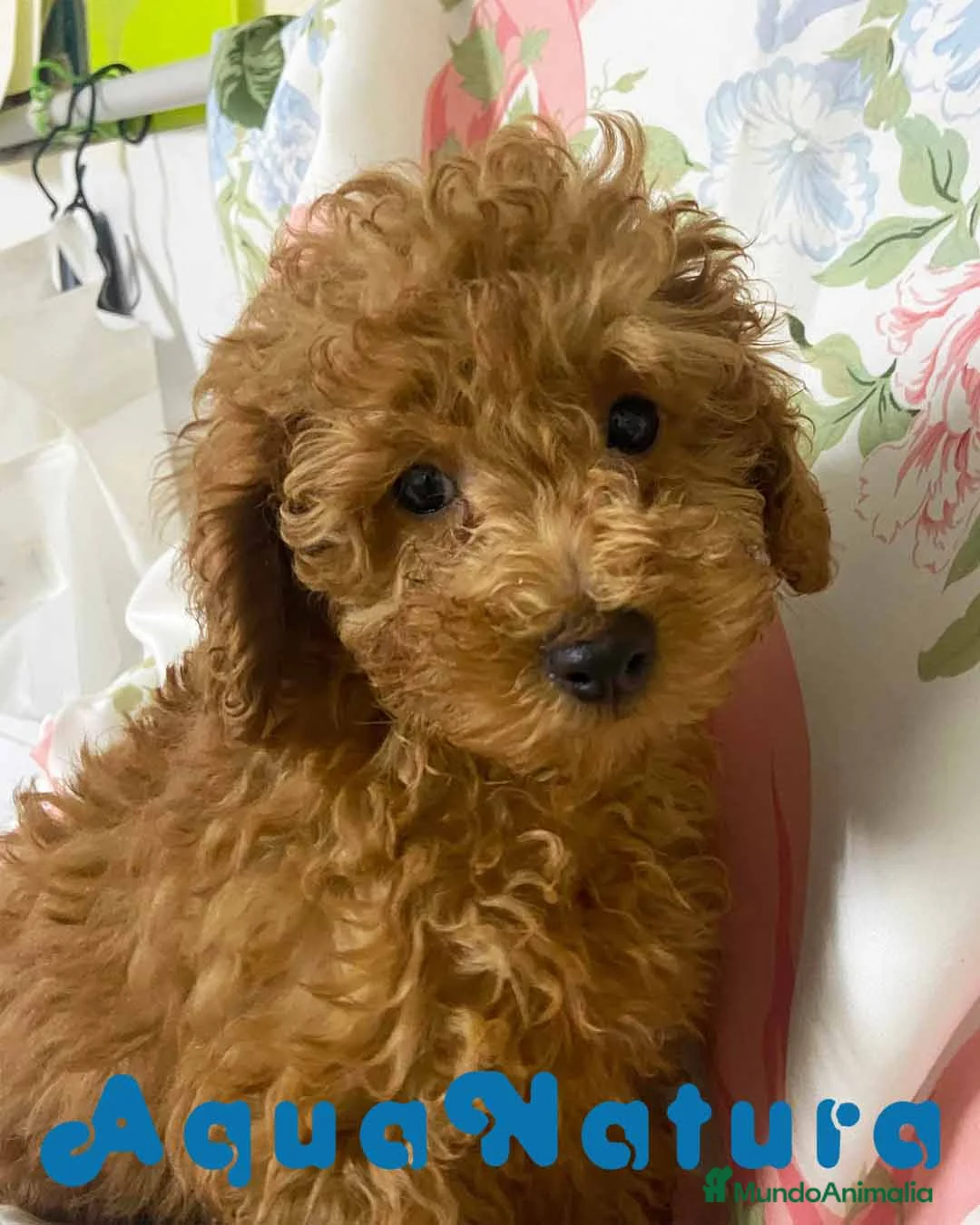 Caniche Enano perros en venta: Caniche Macho de Camila y Can 8995 - AQUANATURA en Barcelona - Anuncio 2