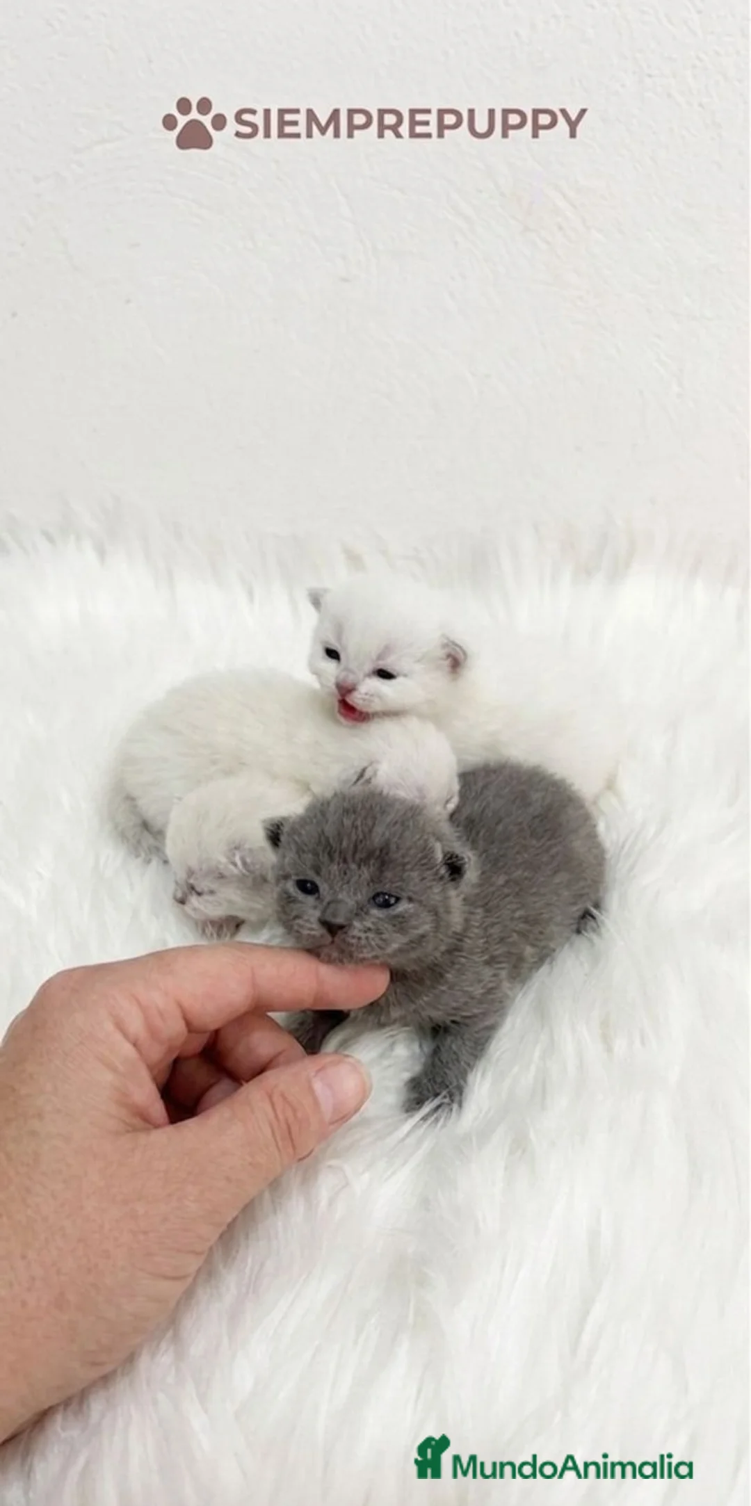 Británico de Pelo Corto gatos en venta: BRITISH SHORTHAIR BLUE  - Anuncio 1