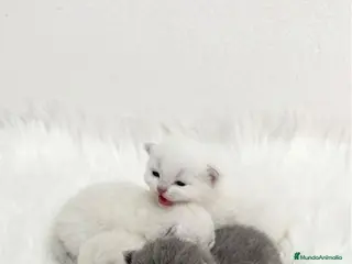 Británico de Pelo Corto gatos BRITISH SHORTHAIR BLUE - Anuncio 3