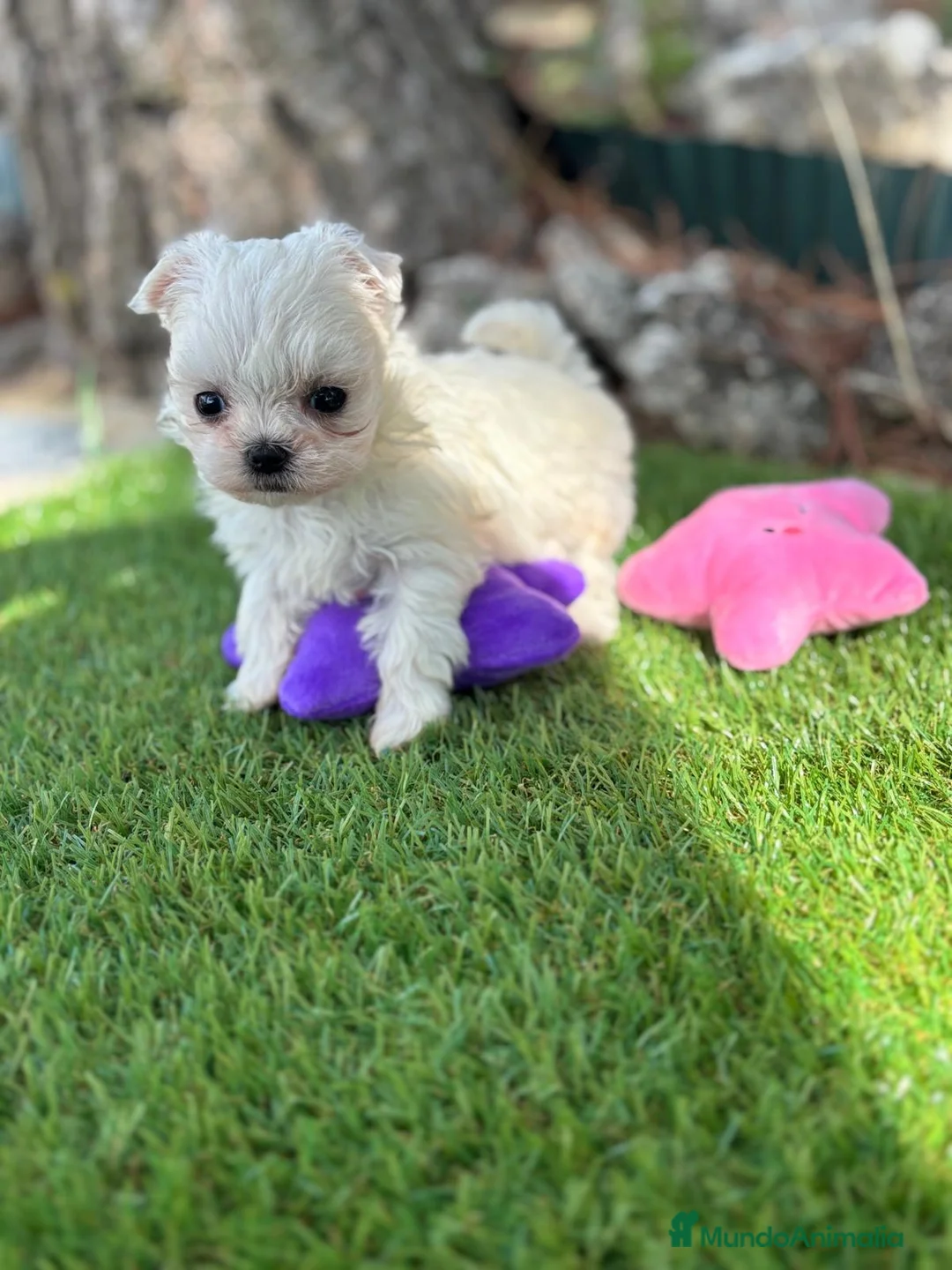 Bichón Maltés perros en venta: Bichon Maltés líneas coreanas !! - Anuncio 5