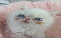 Himalayo gatos en venta: CACHORROS PERSAS HIMALAYOS  - Imagen 1