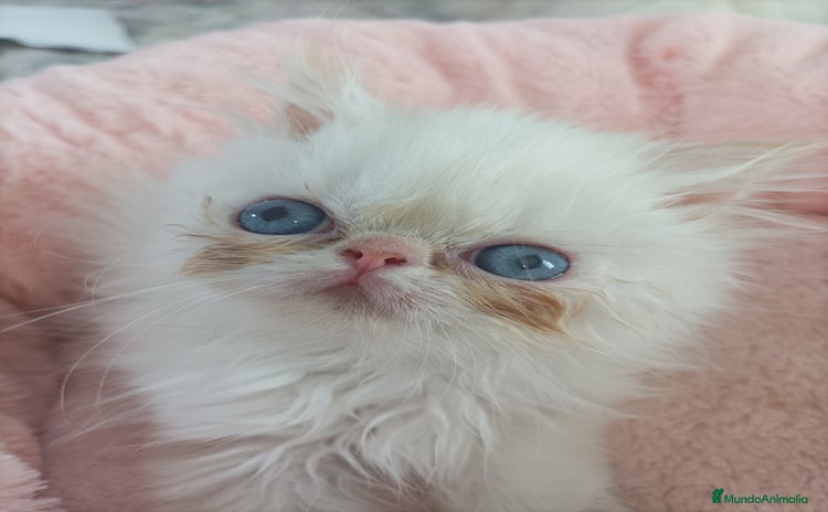 Himalayo gatos - Anuncio 1