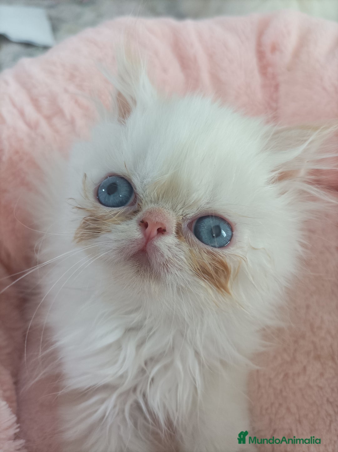 Himalayo gatos en venta: CACHORROS PERSAS HIMALAYOS  - Imagen 1