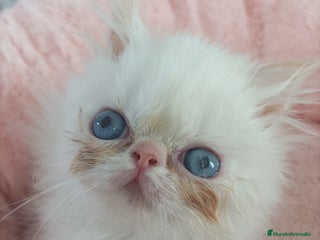 Himalayo gatos - Anuncio 1