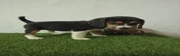 Beagle perros en venta: Beagle  - Anuncio 4