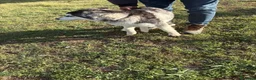 Husky Siberiano perros en venta: Husky Siberiano - Anuncio 6