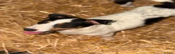Jack Russell Terrier perros en venta: Jack Rusell de Calidad  - Anuncio 5