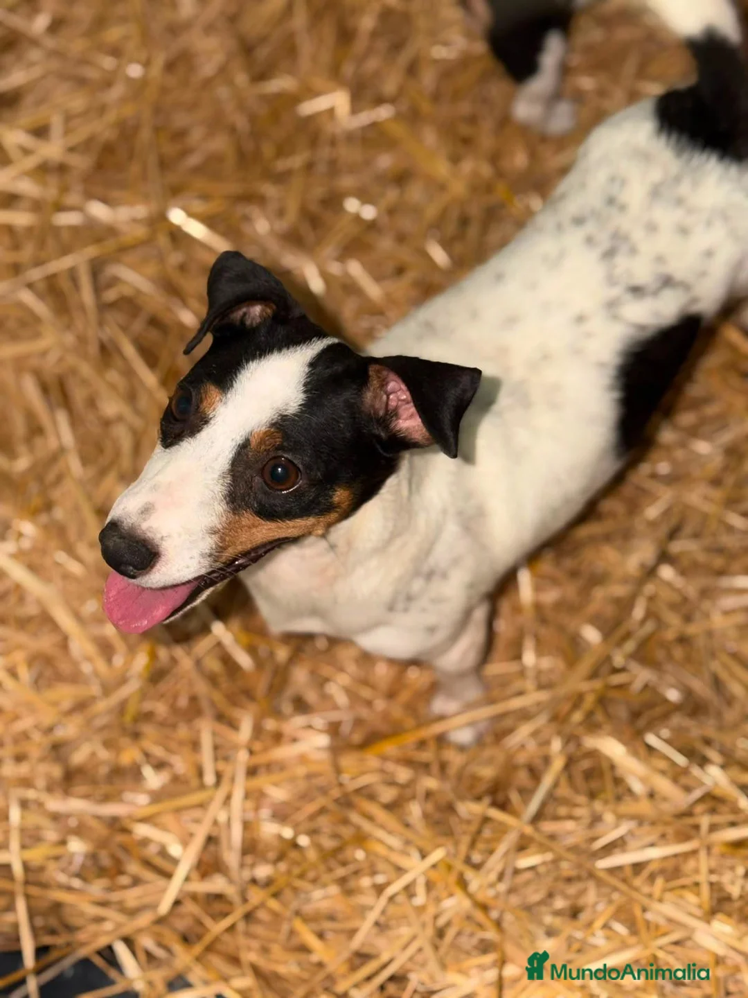 Jack Russell Terrier perros en venta: Jack Rusell de Calidad  - Anuncio 5