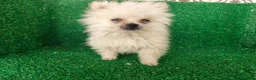 Pomerania perros en venta: Pomerania  - Anuncio 19