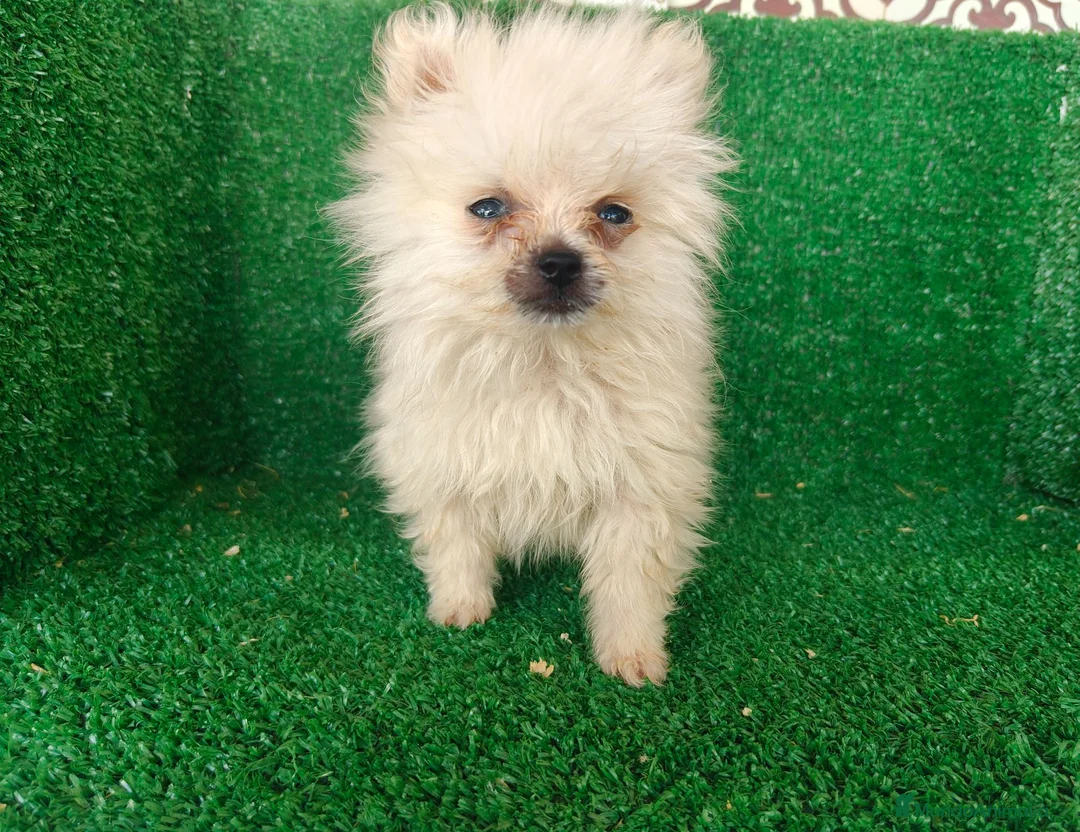 Pomerania perros en venta: Pomerania  - Anuncio 19