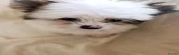 Pomerania perros en venta: Pomerania  - Anuncio 3