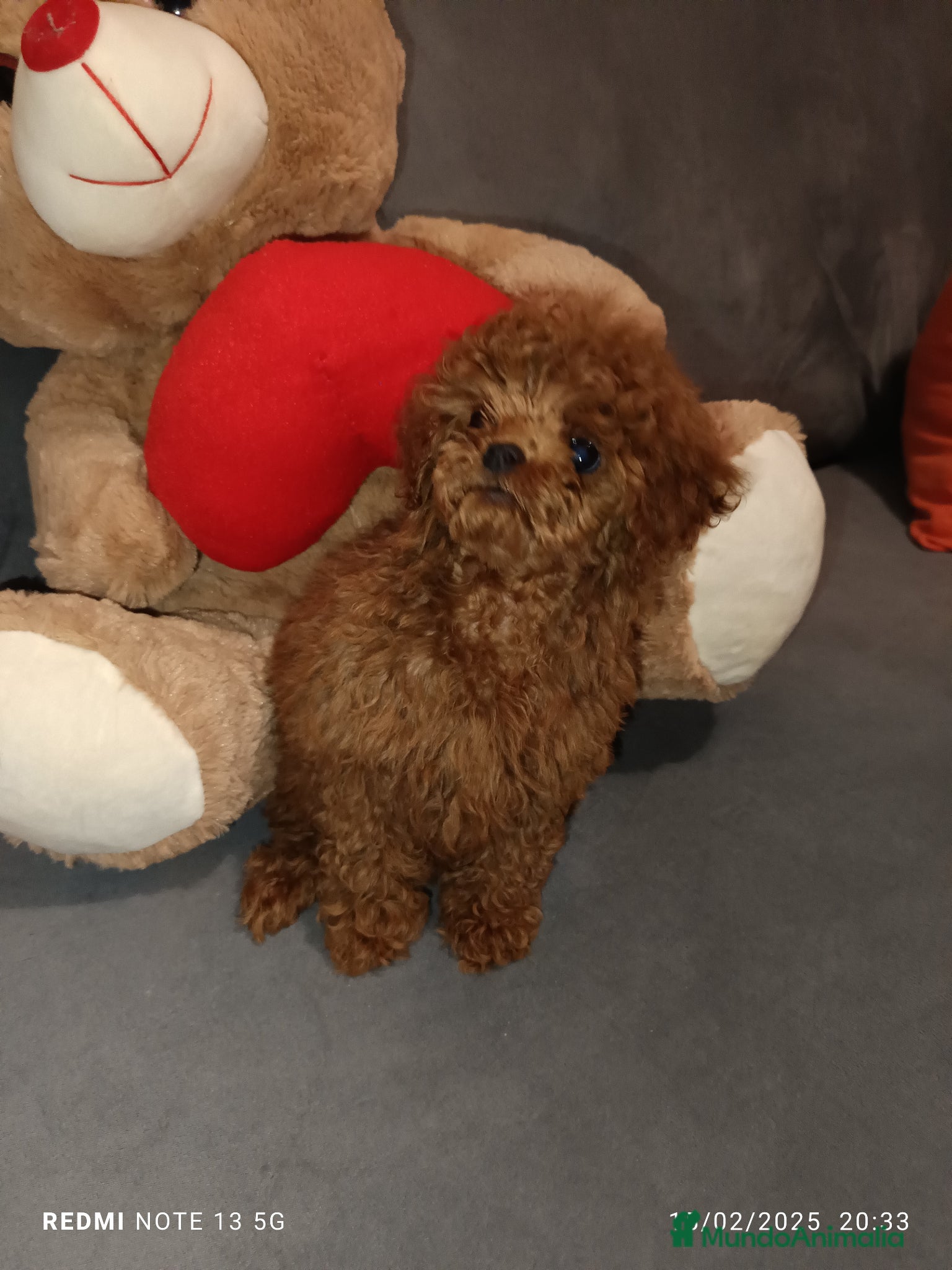 Caniche Toy perros en venta: Caniche toy - Anuncio 2