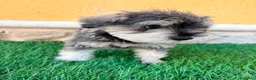 Schnauzer Miniatura perros en venta: Schnauzer miniatura sal y pimienta  - Anuncio 9