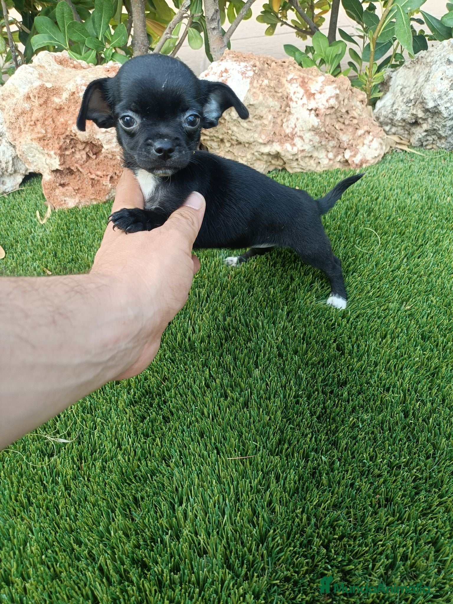 Chihuahua perros Hembrita de Chihuahua Negra - Anuncio 4