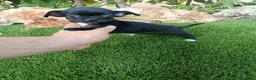 Chihuahua perros en venta: Hembrita de Chihuahua Negra - Anuncio 1