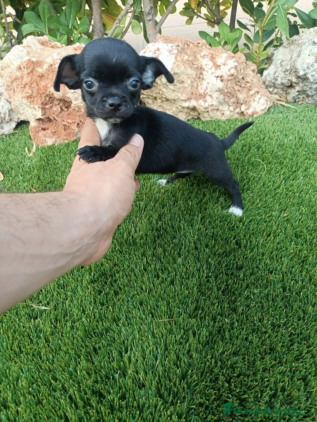 Chihuahua perros en venta: Hembrita de Chihuahua Negra - Anuncio 1