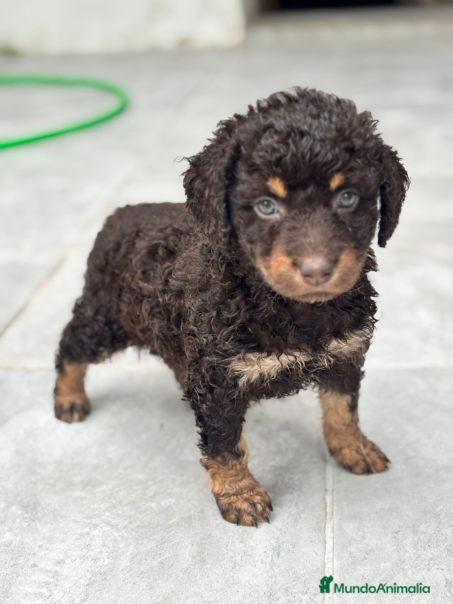 Perro de Agua Español perros Perra De agua  - Anuncio 1