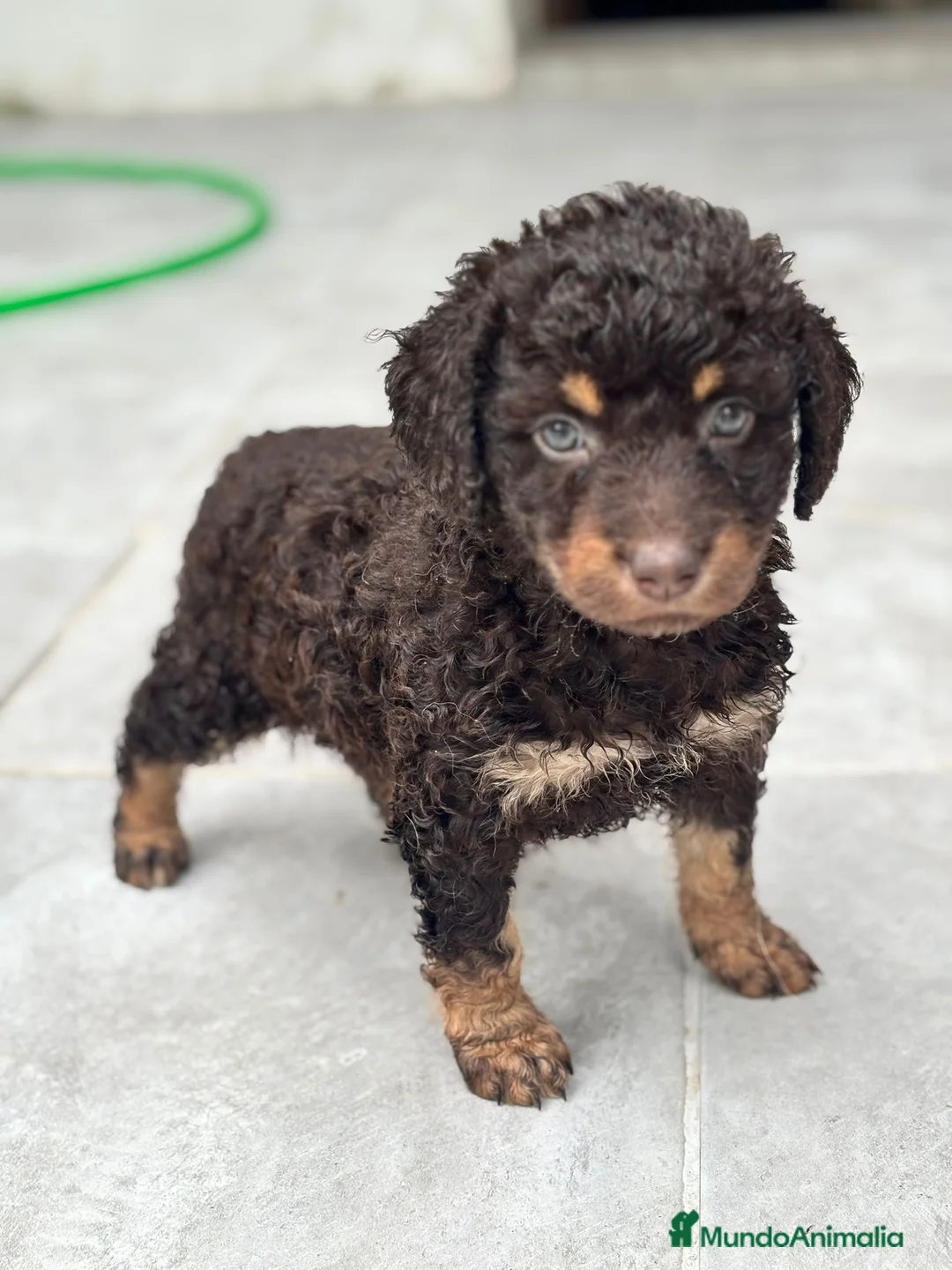 Perro de Agua Español perros en venta: Perra De agua  - Anuncio 1