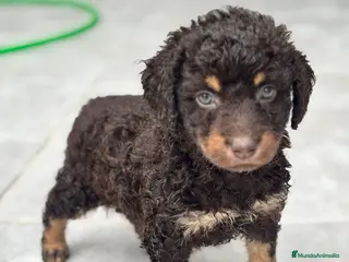 Perro de Agua Español perros Perra De agua - Anuncio 1