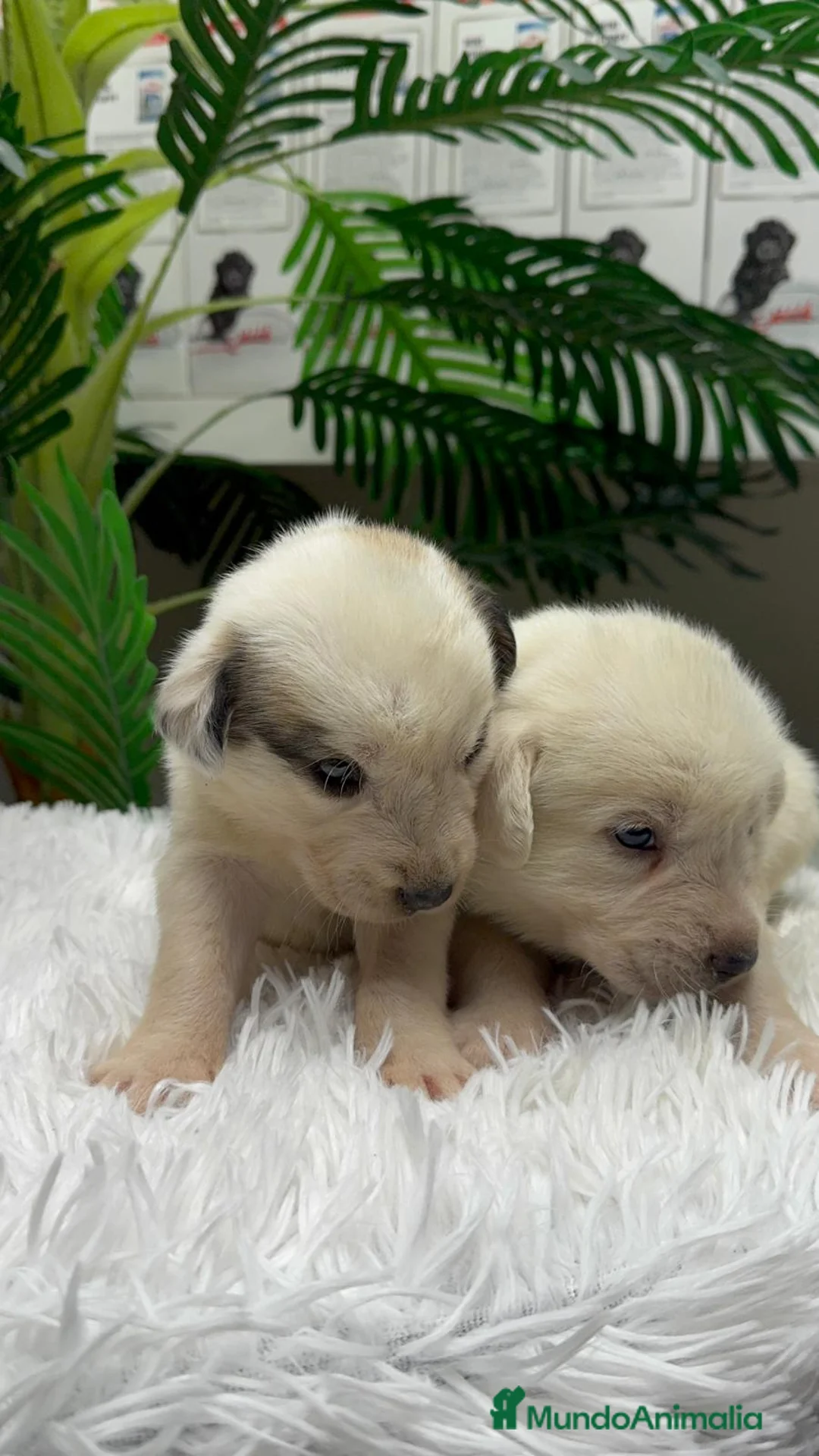 Mastín Español perros en venta: MASTIN ESPAÑOL  - Anuncio 8