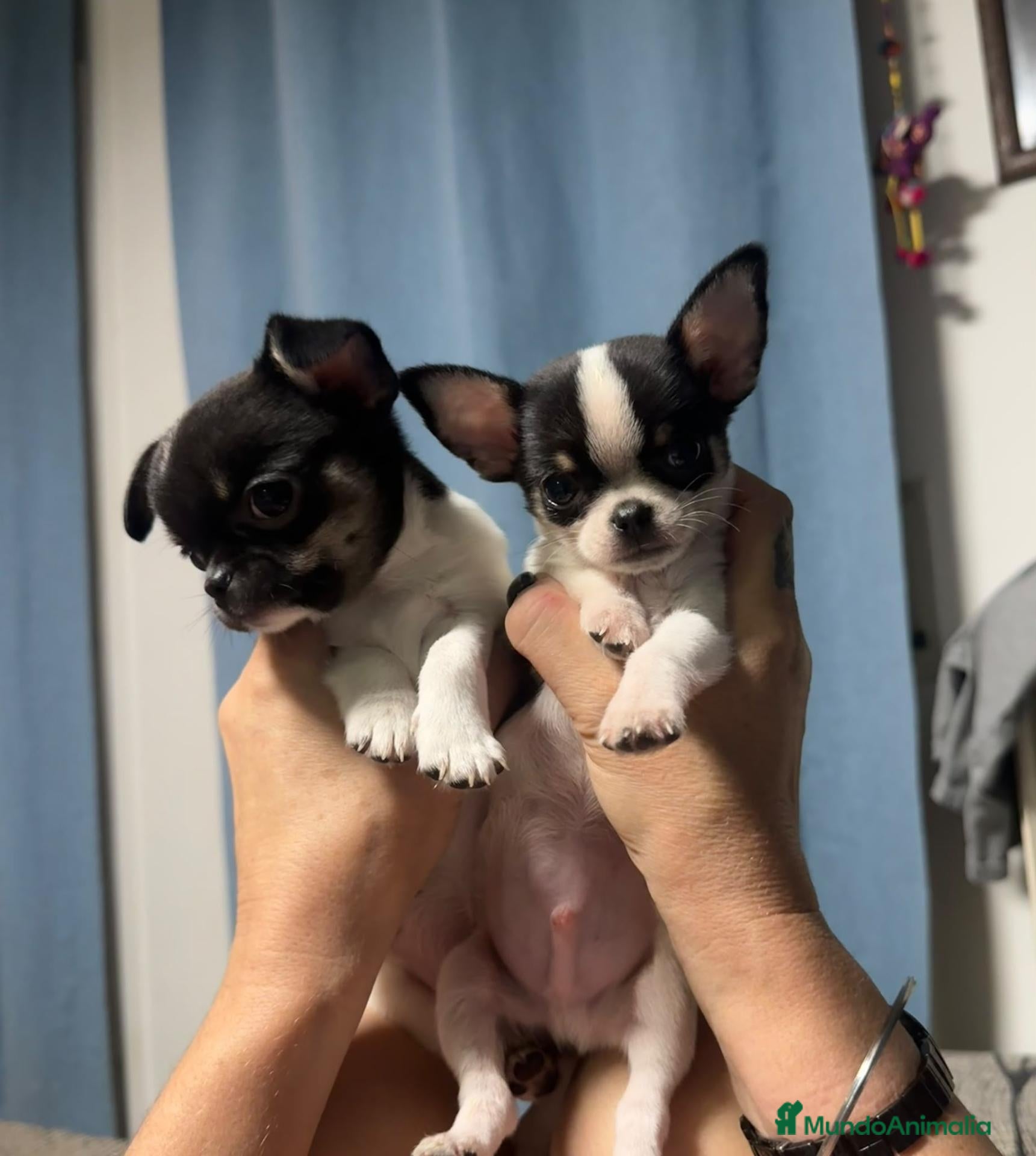 Chihuahua perros en venta: Chihuahuas ❤️ 💙  - Anuncio 2